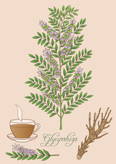 Herbs, spices and seasonings collection. Vector hand drawn illustration of glycyrrhiza plant.