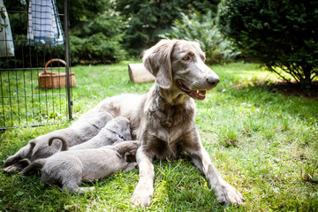 Female weimaraner dog feeding, nursing her litter of adorable young grey pups