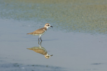 Lesser Sand Plover.