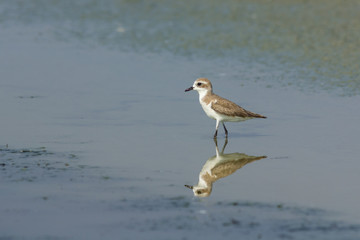 Lesser Sand Plover.