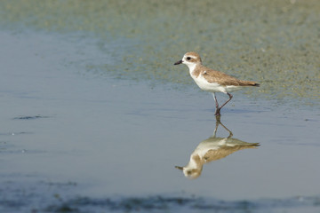 Lesser Sand Plover.