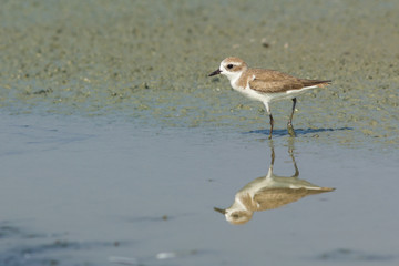 Lesser Sand Plover.