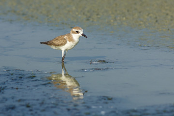 Lesser Sand Plover.