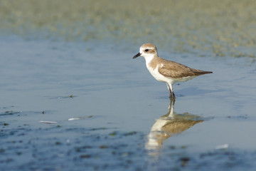 Lesser Sand Plover.
