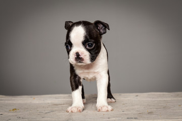 cute puppy dog boston terrier