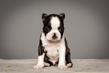 cute puppy dog boston terrier