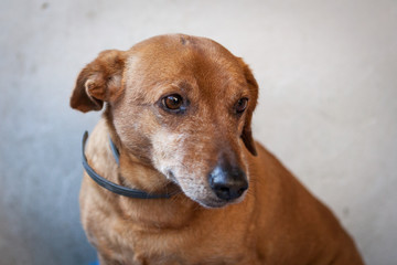 Cute, sad dog in shelter kennel