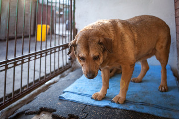 Cute, sad dog in shelter kennel