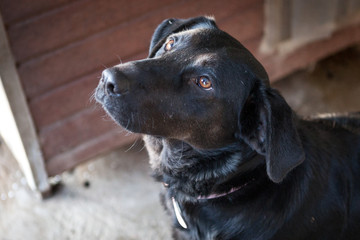 Cute, sad dog in shelter kennel