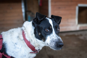 Cute, sad dog in shelter kennel