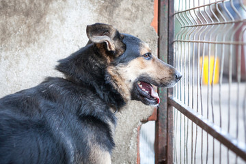 Cute, sad dog in shelter kennel