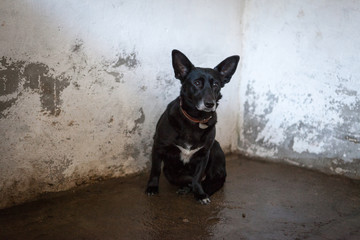 Cute, sad dog in shelter kennel