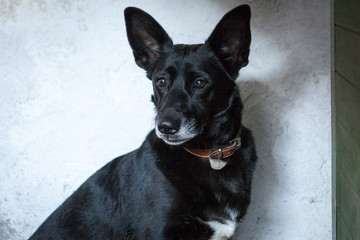 Cute, sad dog in shelter kennel