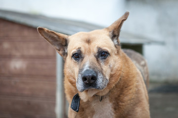 Cute, sad dog in shelter kennel