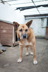 Cute, sad dog in shelter kennel