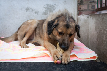Cute, sad dog in shelter kennel