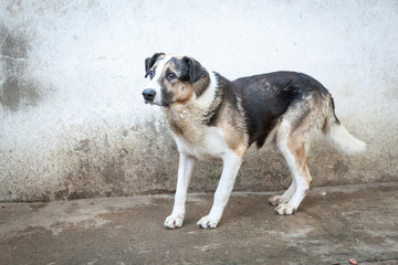 Cute, sad dog in shelter kennel