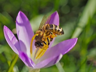 Bee collects honey from a pink crocus flower