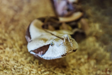 The snakes are a suborder of the class of reptiles of the squad scaly.