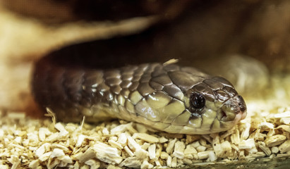 The snakes are a suborder of the class of reptiles of the squad scaly.