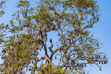 Fruit bat trees (Flying fox). Tissamaharama, Sri Lanka.