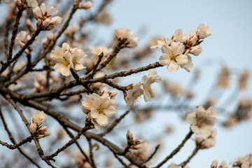 Almendros en flor, almendro floración primavera anuncio olores calidad Navarra, La Rioja