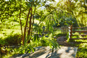 Harvesting of marijuana concept