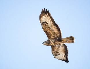 Mäusebussard im Flug
