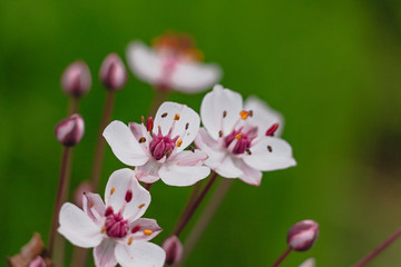 Obraz premium Pink flowers on a green background