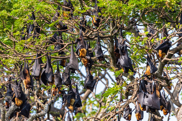 Fruit bat trees (Flying fox). Tissamaharama, Sri Lanka.