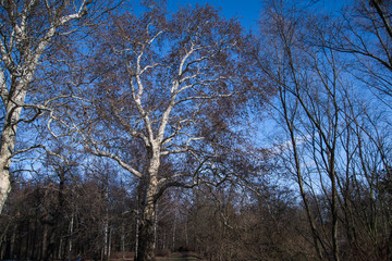 Platany w parku Leśnickim zimą . Wroclaw. Dolnośląskie , Polska , Europa