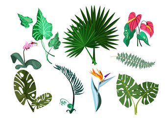 Green plants set illustration