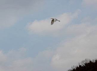 하늘을 날으는 새