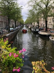 Fototapeta premium Picture showing one of the Amsterdam canals. An old wooden boat flows along the canal. There are streets on the sides, cars and bikes parked on them. In the front beautiful pink and yellow flowers