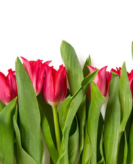 Fototapeta premium pink tulip isolated