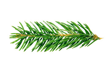 A branch from a spruce forest