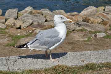 Möwe in Porto/Portugal