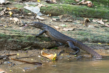 Water monitor lizard. Yala National Park. Sri Lanka.