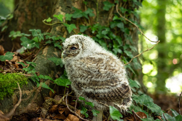 Baby Owl Fallen from Tree in Forest