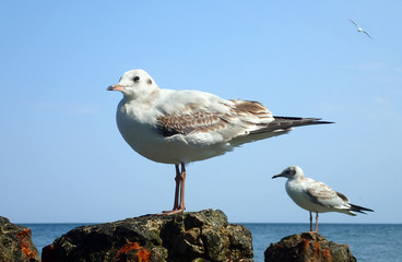 Seagulls on the sea
