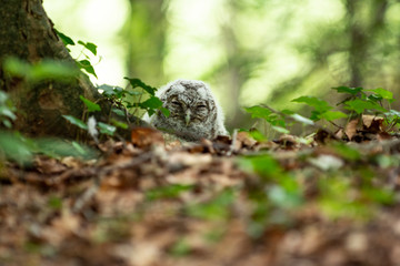 Naklejka na ściany i meble Baby Owl Fallen from Tree in Forest