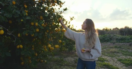 Beautiful european woman picking lemons in garden