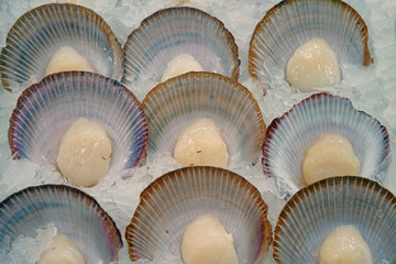 Fresh saucer scallop in the shell for sale at a fish market in Sydney, Australia