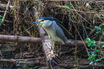 Black crowned night heron. Yala National park. Sri Lanka.