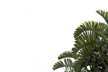 Close up banana and exotic palm leaves isolated in sunshine on white background .Tropical green tree.