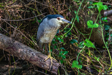 Black crowned night heron. Yala National park. Sri Lanka.