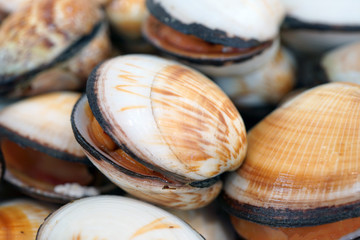 Fresh flame cockle shell for sale at a fish market in Sydney, Australia