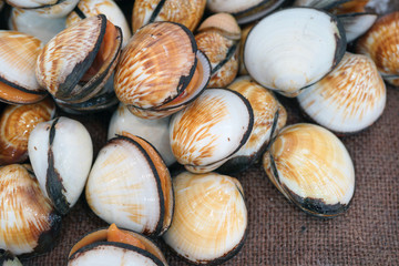 Fresh flame cockle shell for sale at a fish market in Sydney, Australia