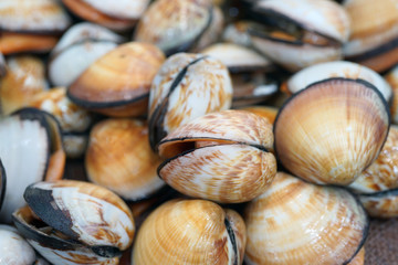 Fresh flame cockle shell for sale at a fish market in Sydney, Australia