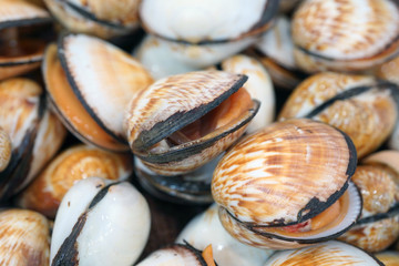 Fresh flame cockle shell for sale at a fish market in Sydney, Australia